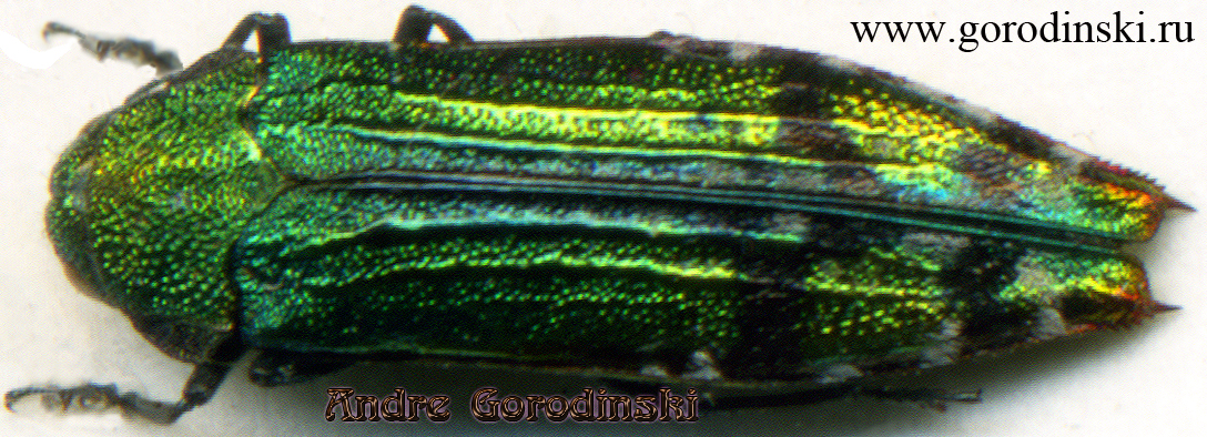 http://www.gorodinski.ru/buprestidae/Coraebus aculeatus.jpg